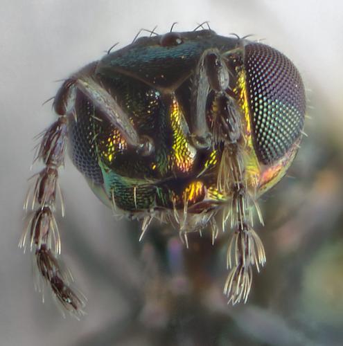 Omphale sp.